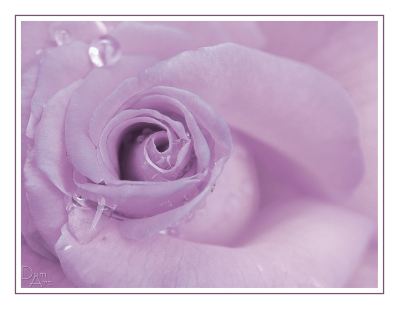 Rose parme.jpg